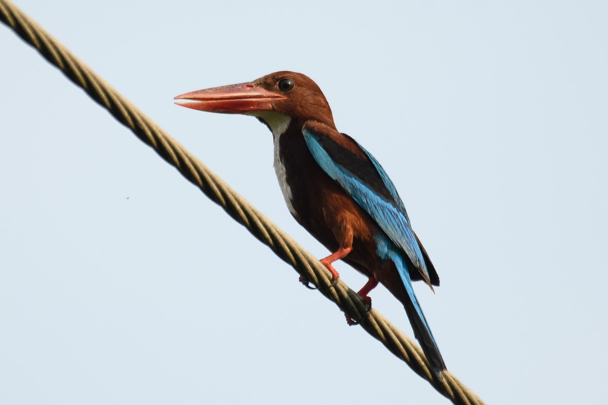White-throated Kingfisher - H Nambiar