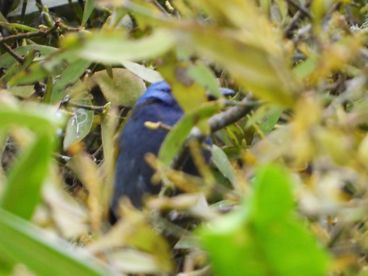 Blue-capped Tanager - ML617505871