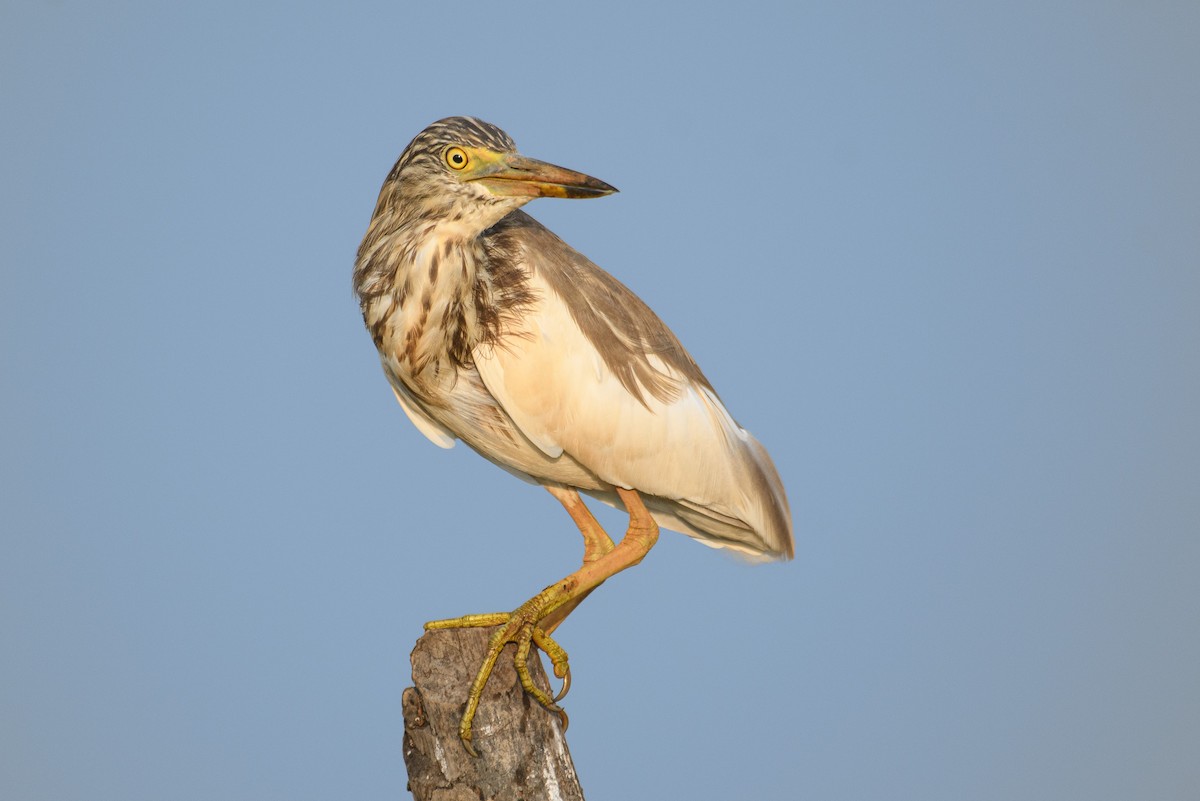 Indian Pond-Heron - H Nambiar