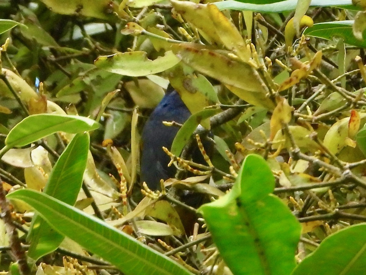 Blue-capped Tanager - ML617505898