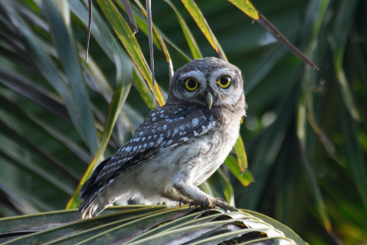 Spotted Owlet - ML617505933
