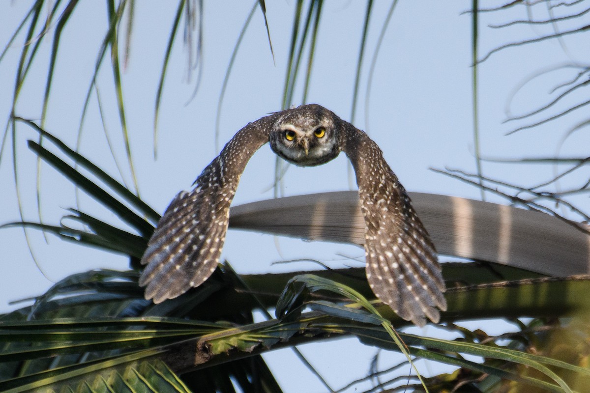Spotted Owlet - ML617505936