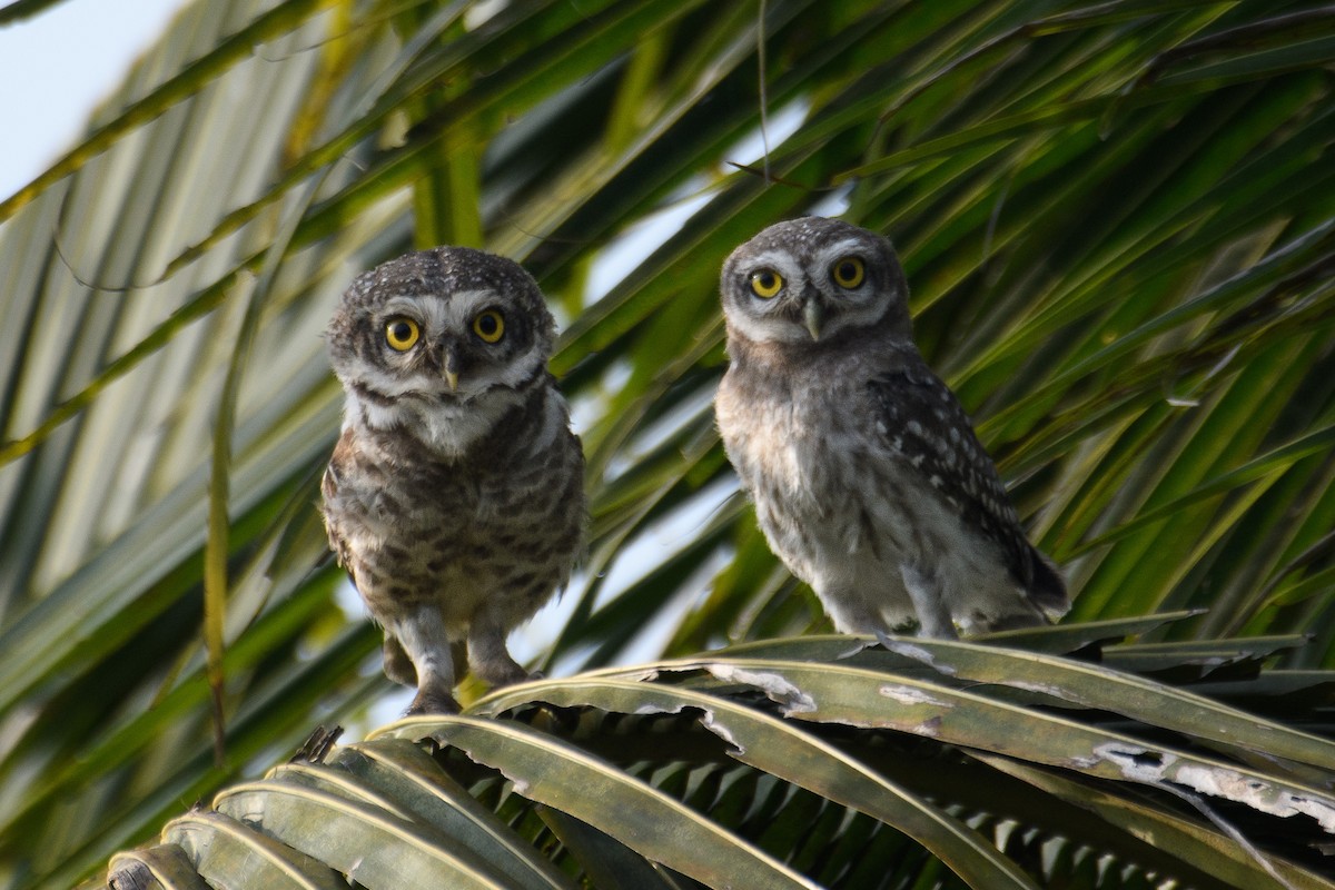 Spotted Owlet - ML617505937