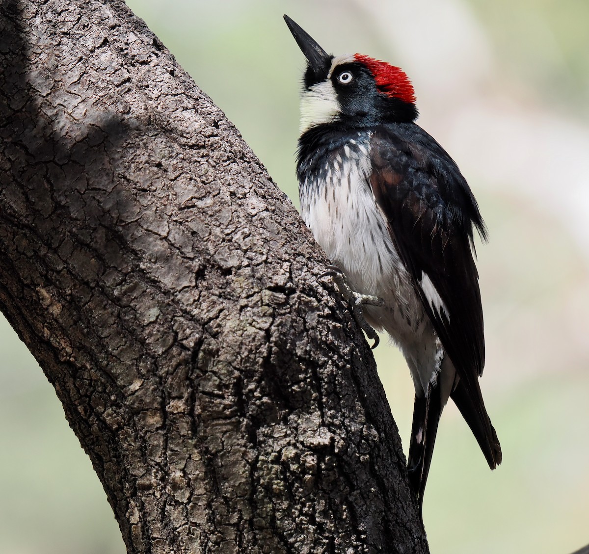 Acorn Woodpecker - Ken Winkler