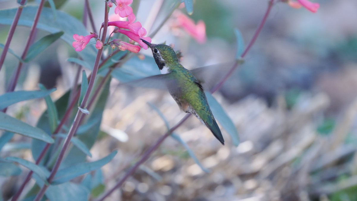 Broad-tailed Hummingbird - ML617506045