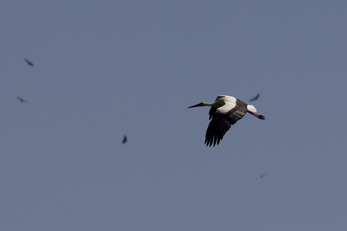 White Stork - ML617506052