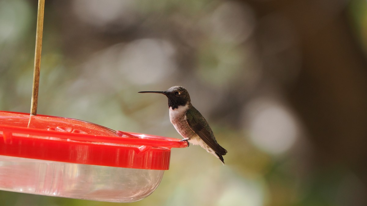 Black-chinned Hummingbird - Mike Grant