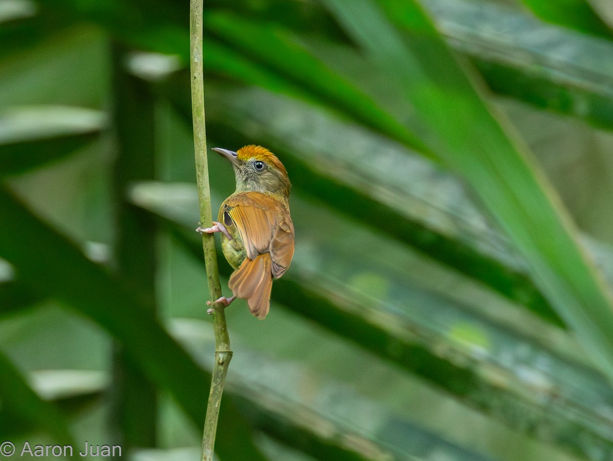 Tawny-crowned Greenlet - ML617506066