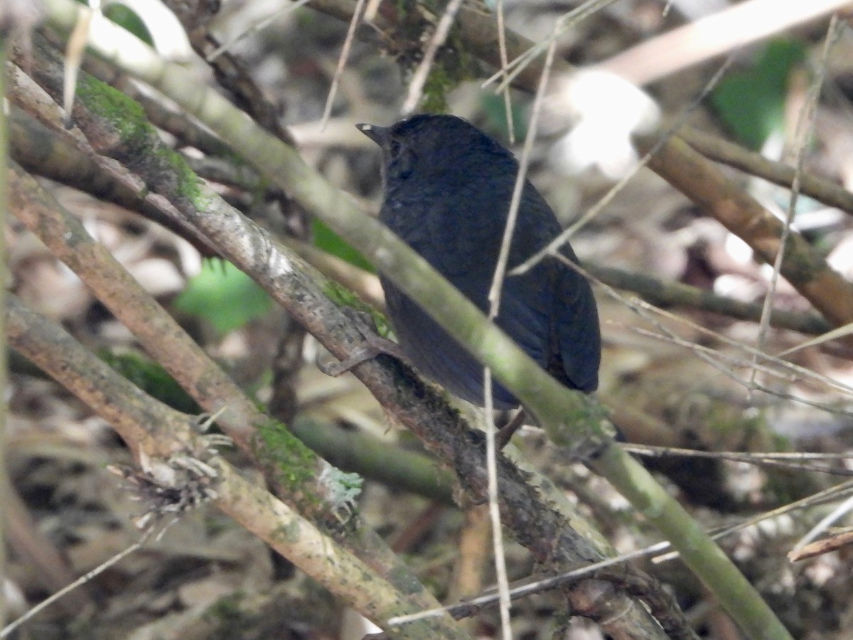 Brown-rumped Tapaculo - Jeanette Frazier
