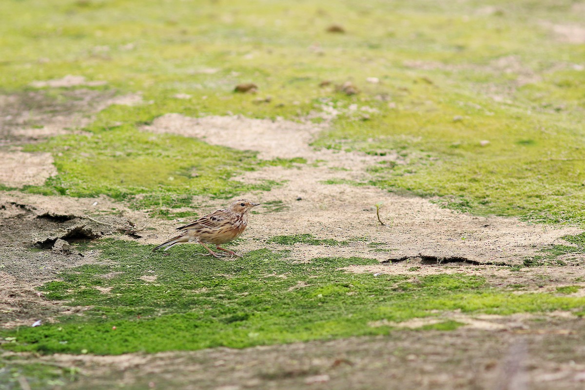Red-throated Pipit - ML617506114