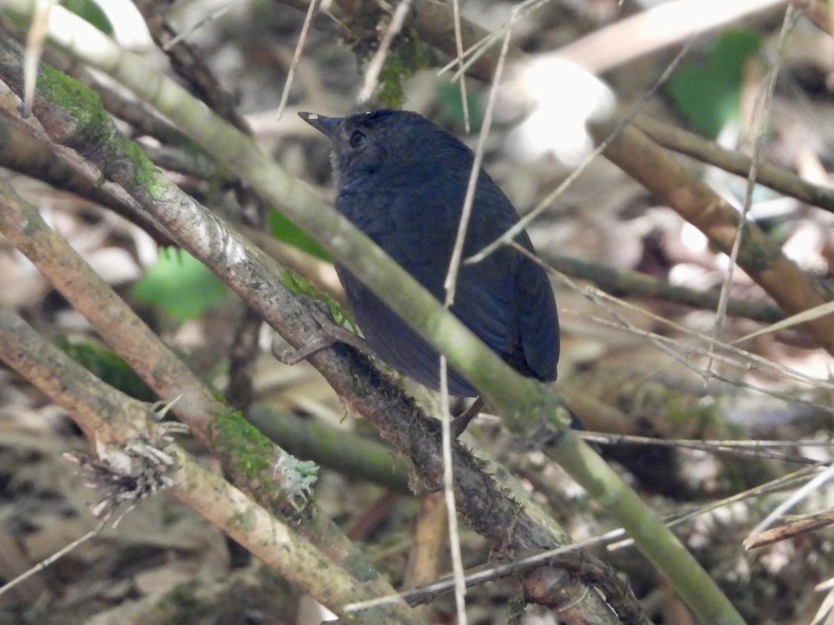 Brown-rumped Tapaculo - ML617506117