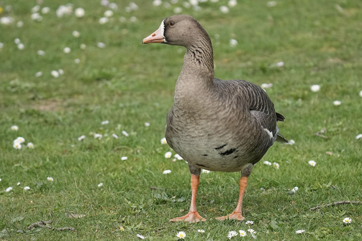 Greater White-fronted Goose - ML617506120