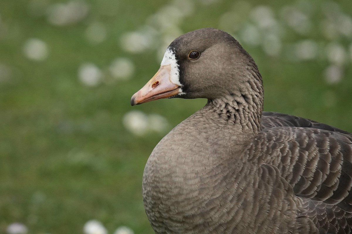 Greater White-fronted Goose - ML617506123