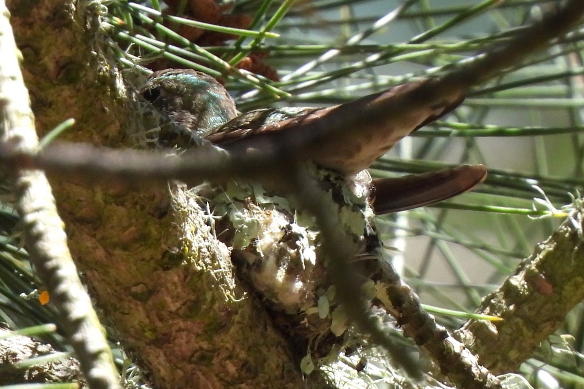 Anna's Hummingbird - ML617506192