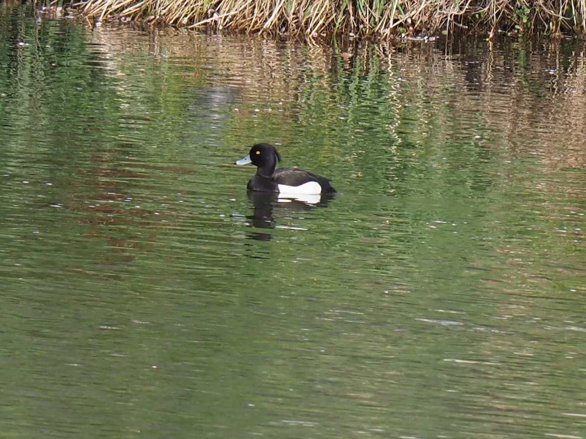 Tufted Duck - ML617506196