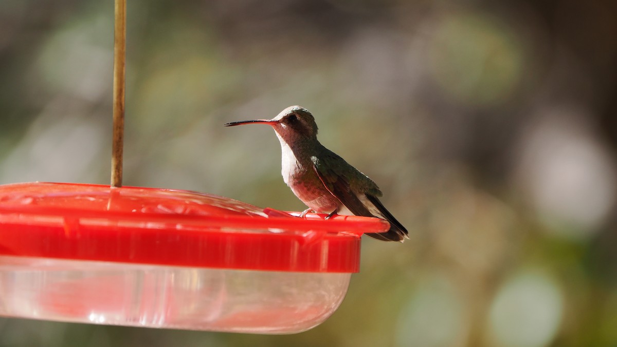 Broad-billed Hummingbird - Mike Grant