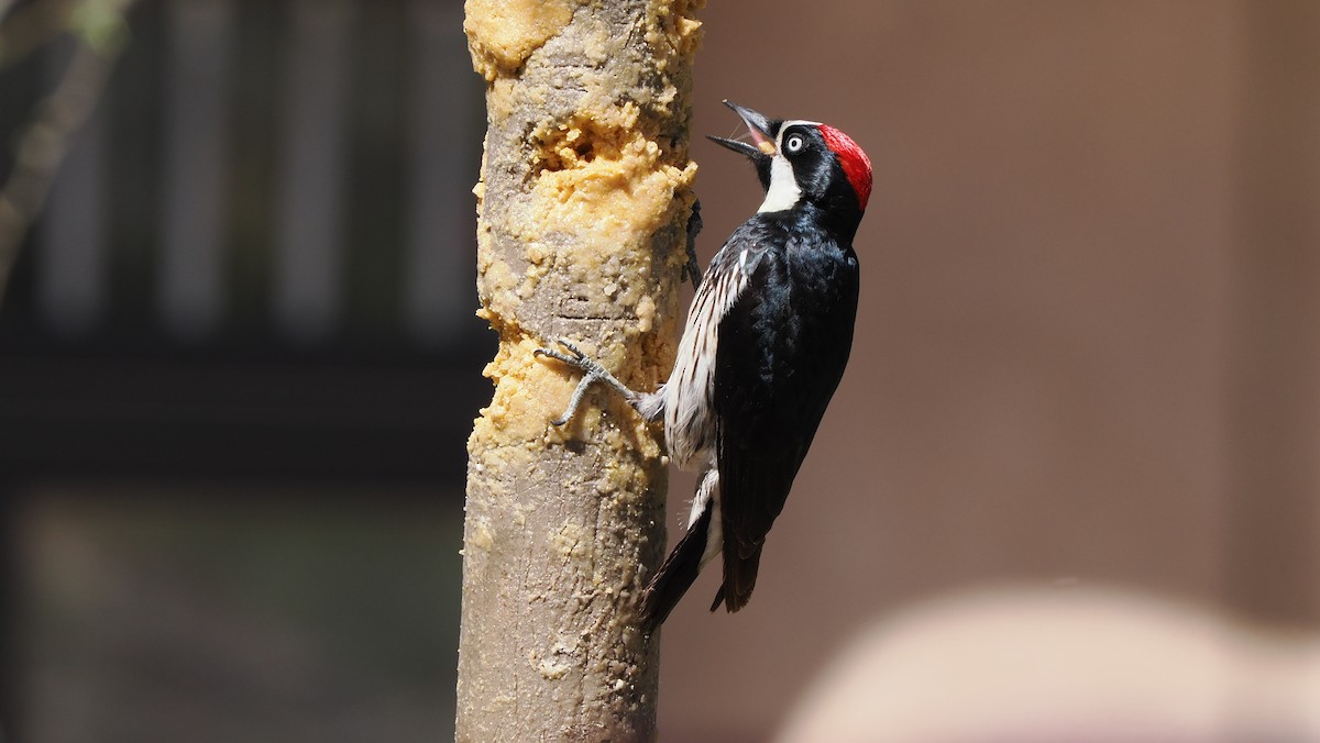Acorn Woodpecker - Mike Grant