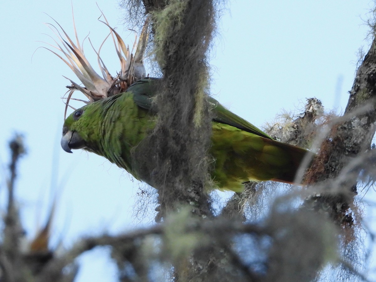 Scaly-naped Parrot - ML617506337