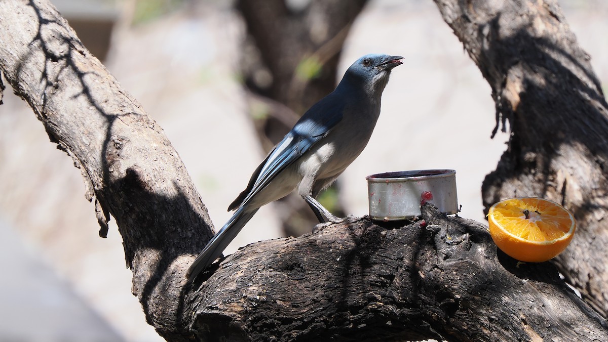 Mexican Jay - ML617506338