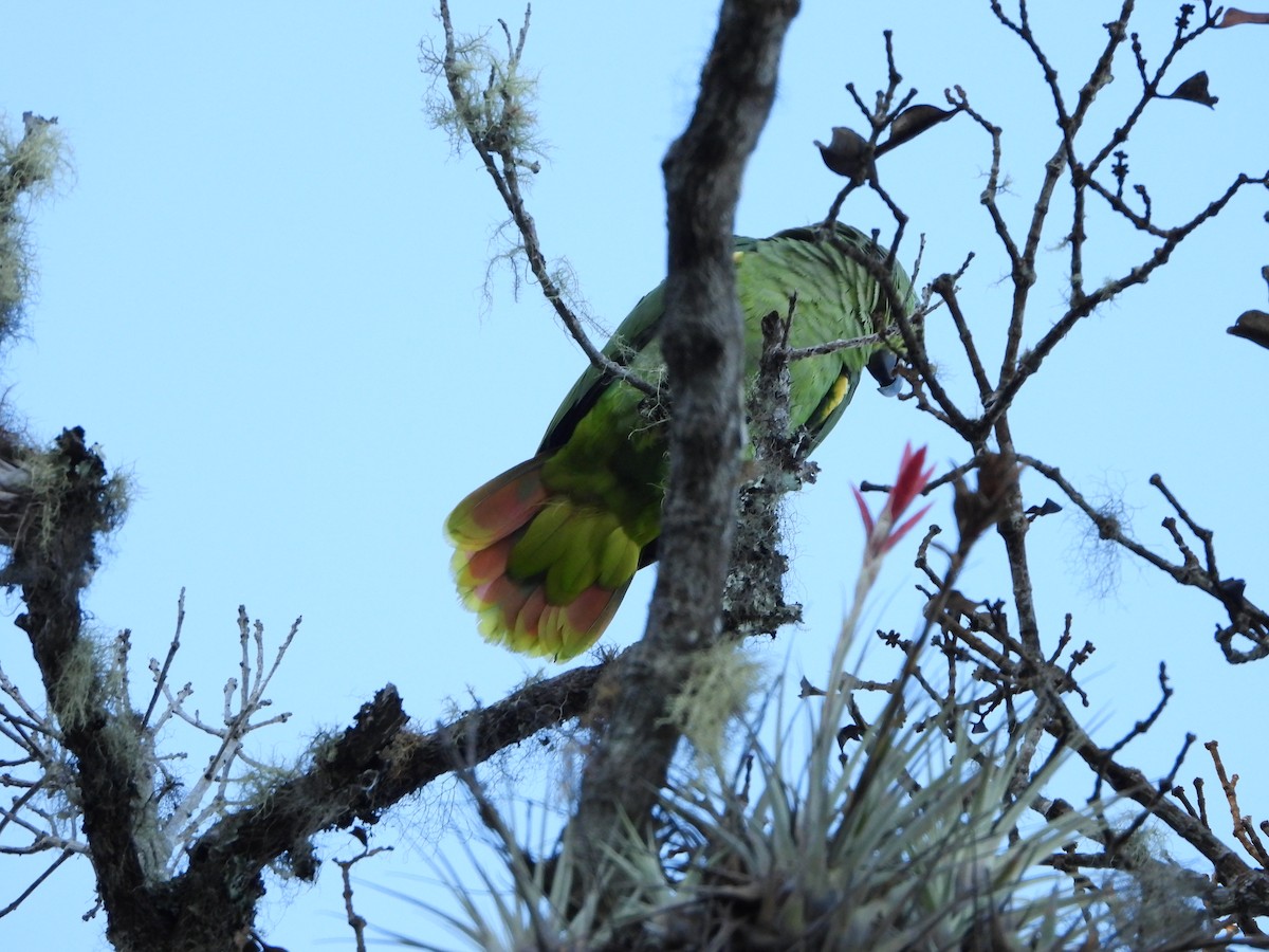 Scaly-naped Parrot - ML617506344