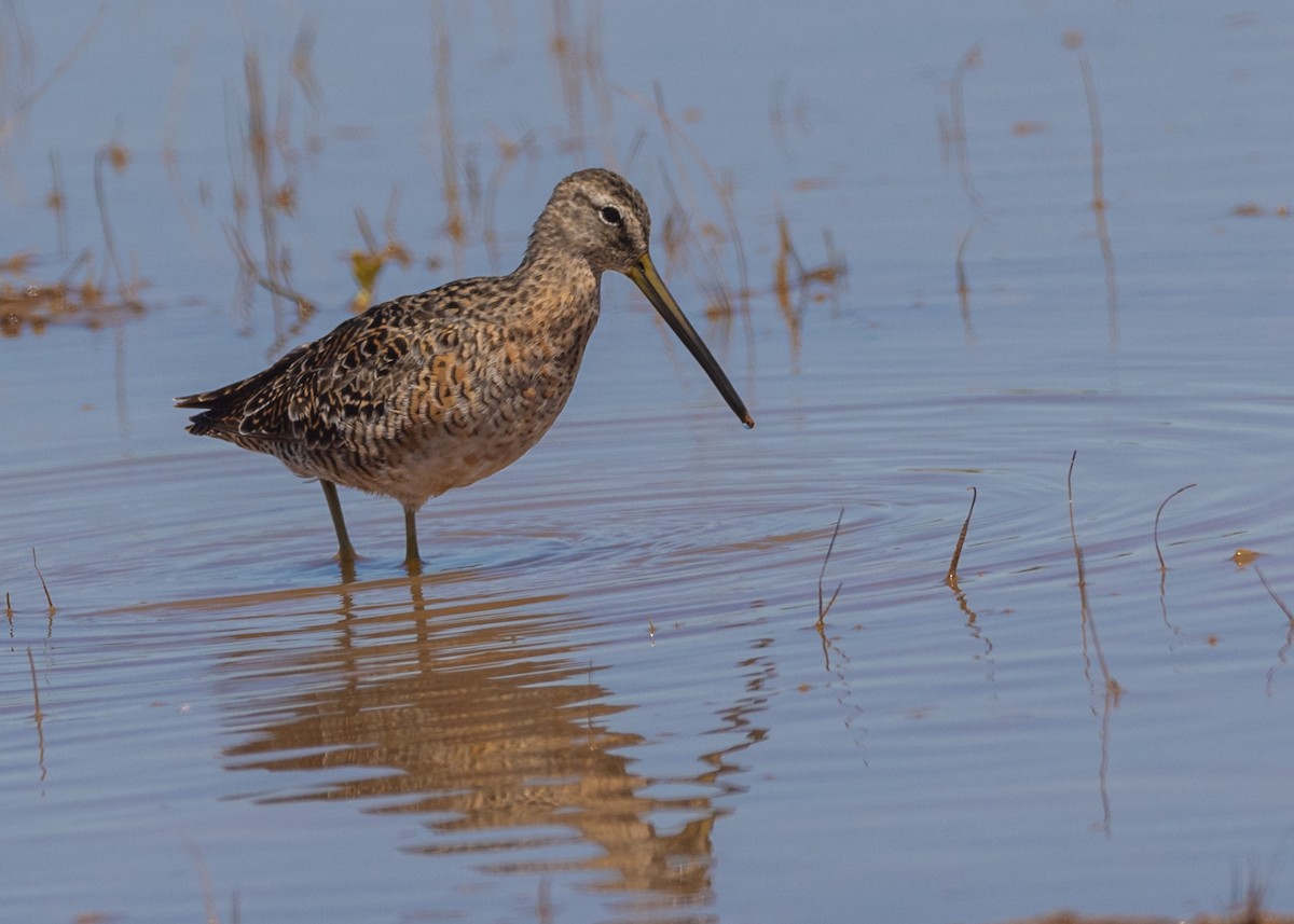 Long-billed Dowitcher - ML617506358