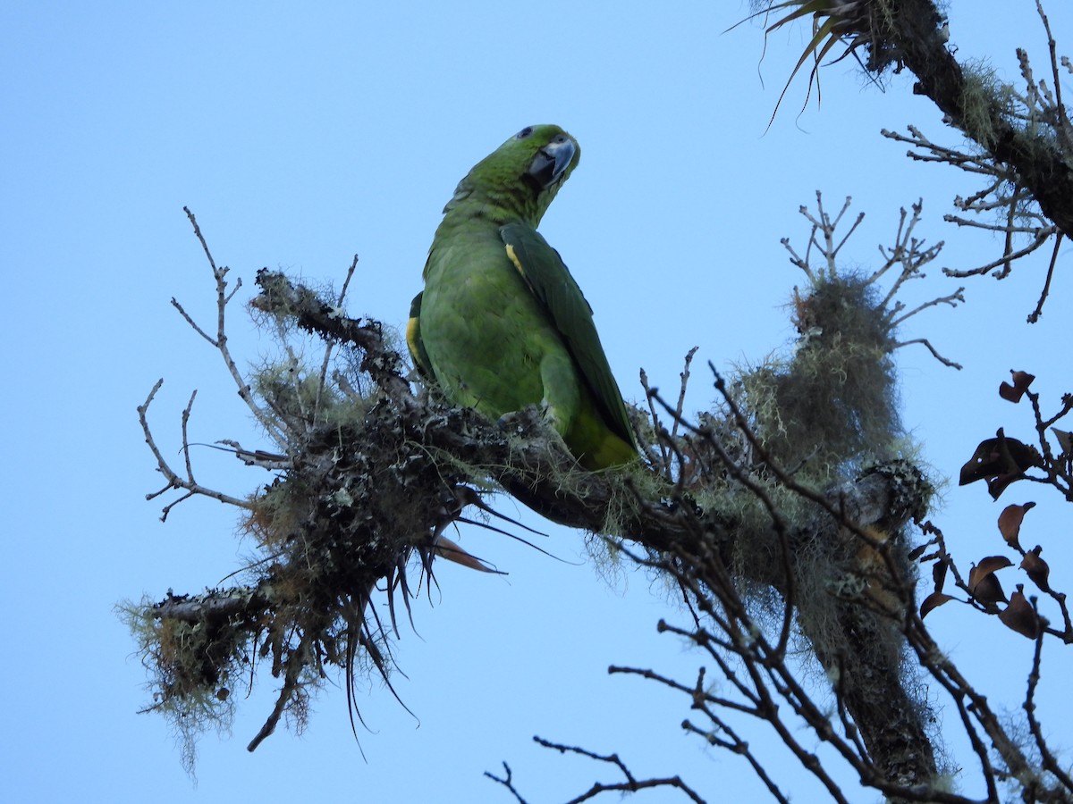 Scaly-naped Parrot - ML617506364