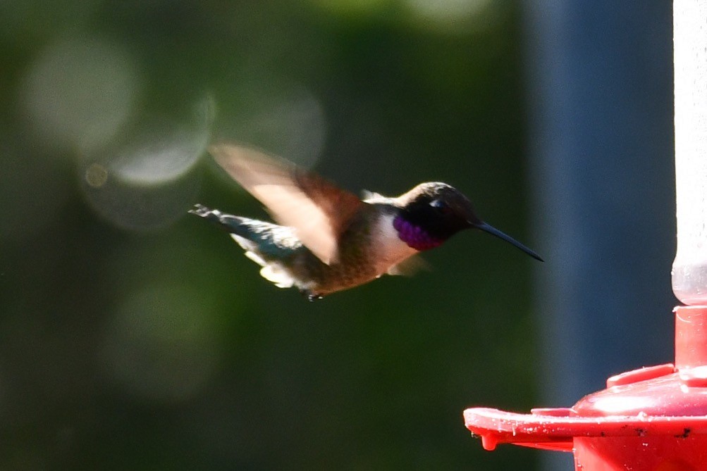 Black-chinned Hummingbird - ML617506376
