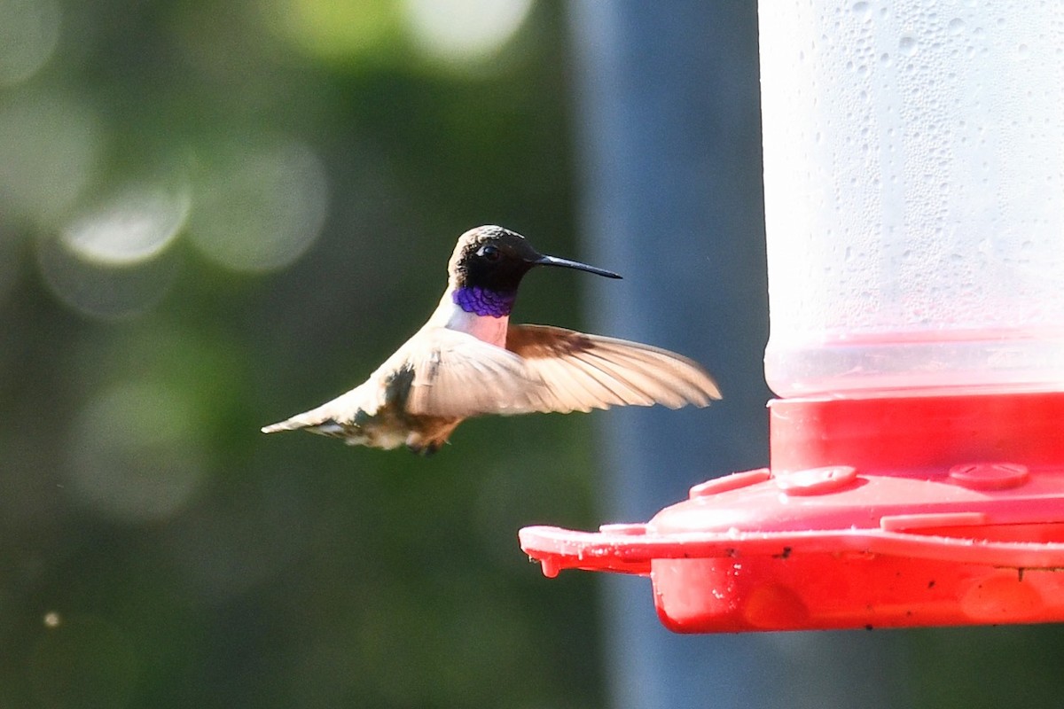 Black-chinned Hummingbird - ML617506377