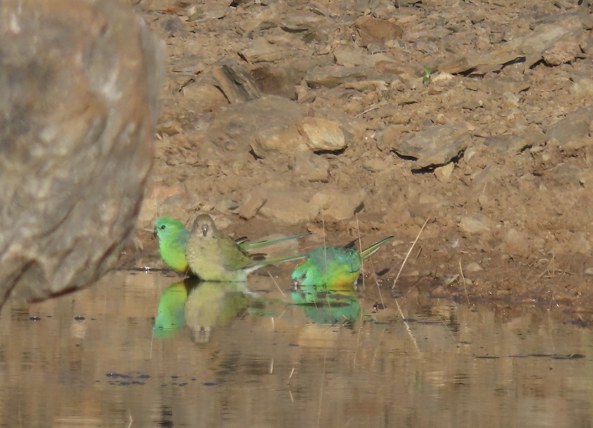 Red-rumped Parrot - ML617506421