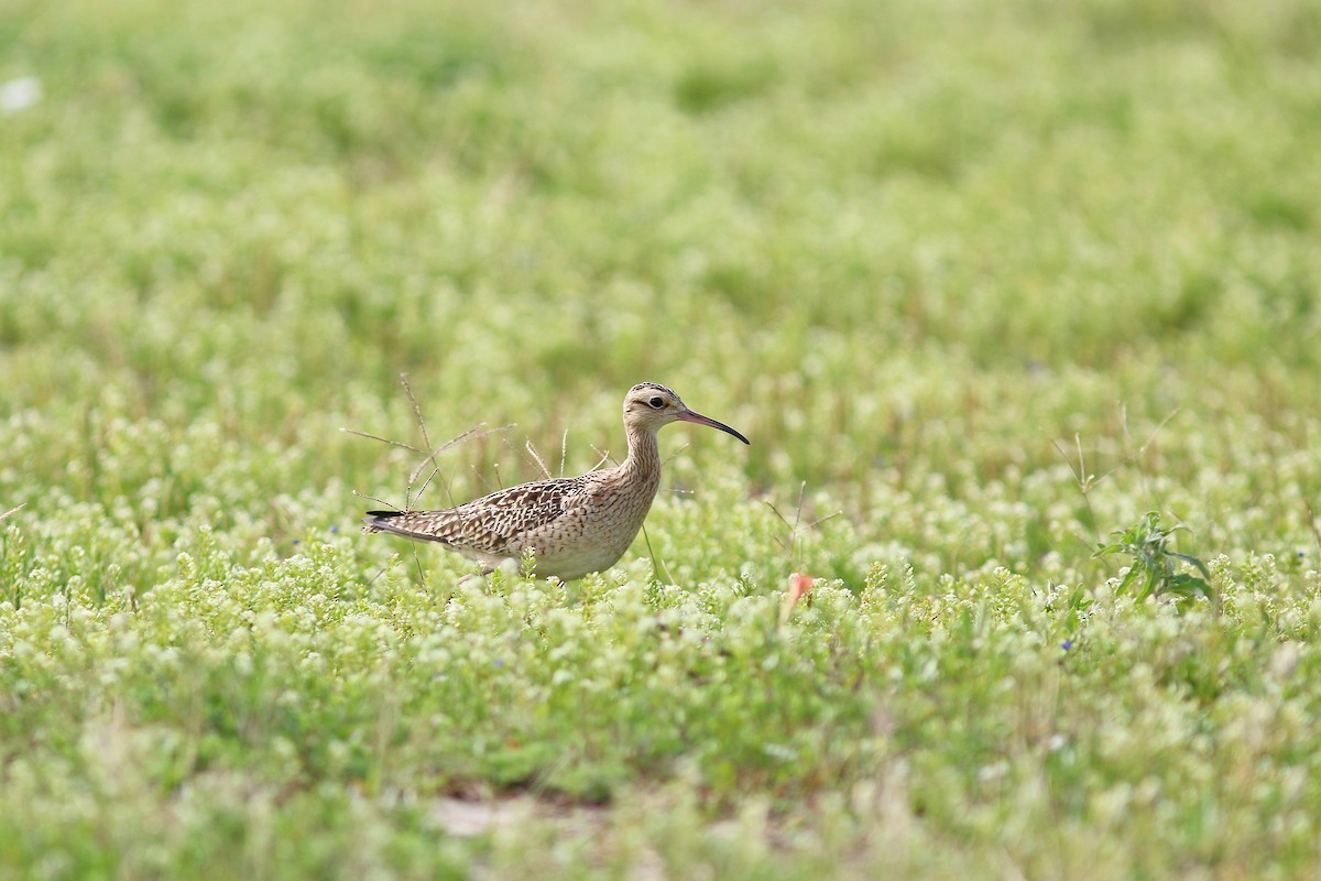 Little Curlew - ML617506427