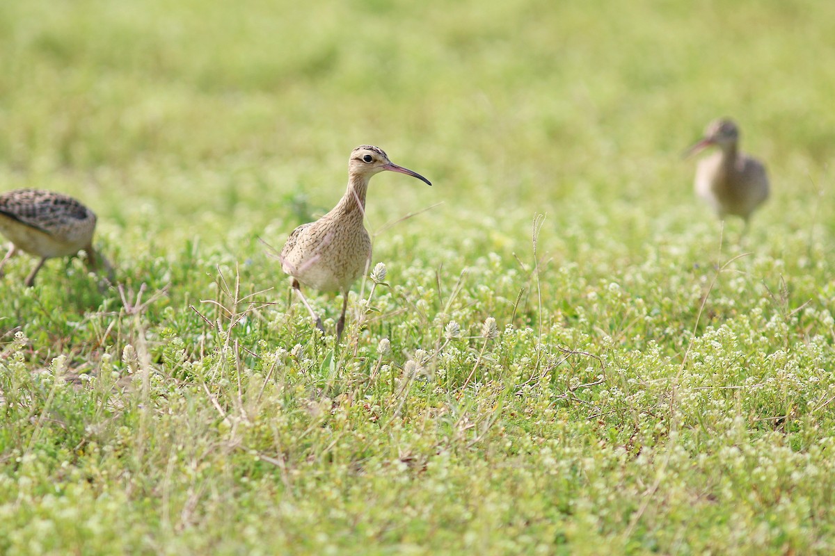 Little Curlew - Chih-Wei(David) Lin