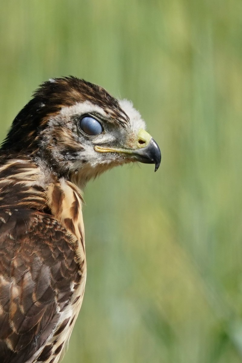 Red-tailed Hawk - ML617506447