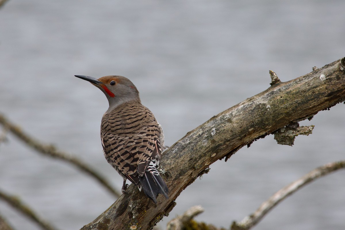 Northern Flicker (Yellow-shafted x Red-shafted) - ML617506472