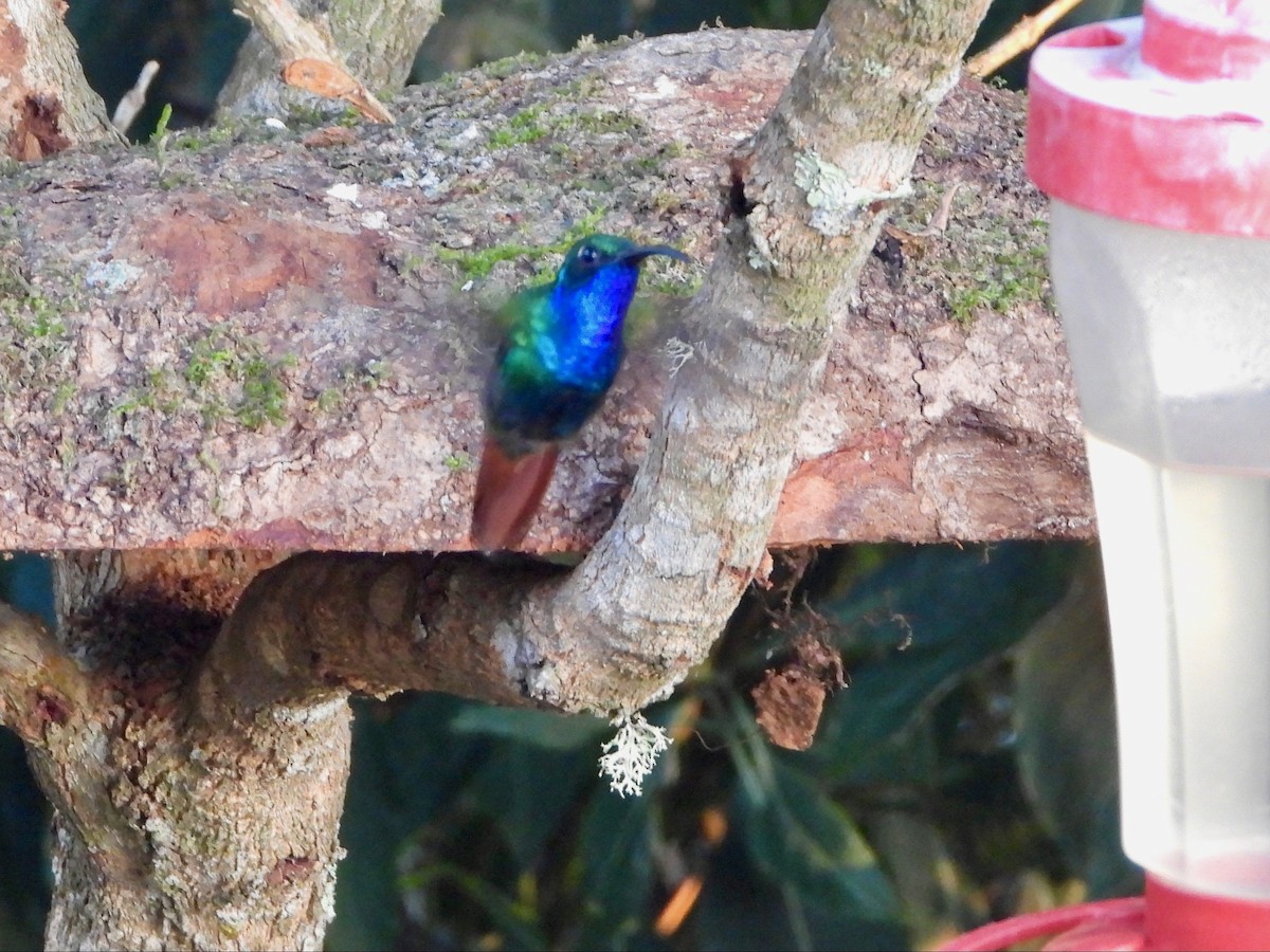 kolibřík azurovoprsý - ML617506487