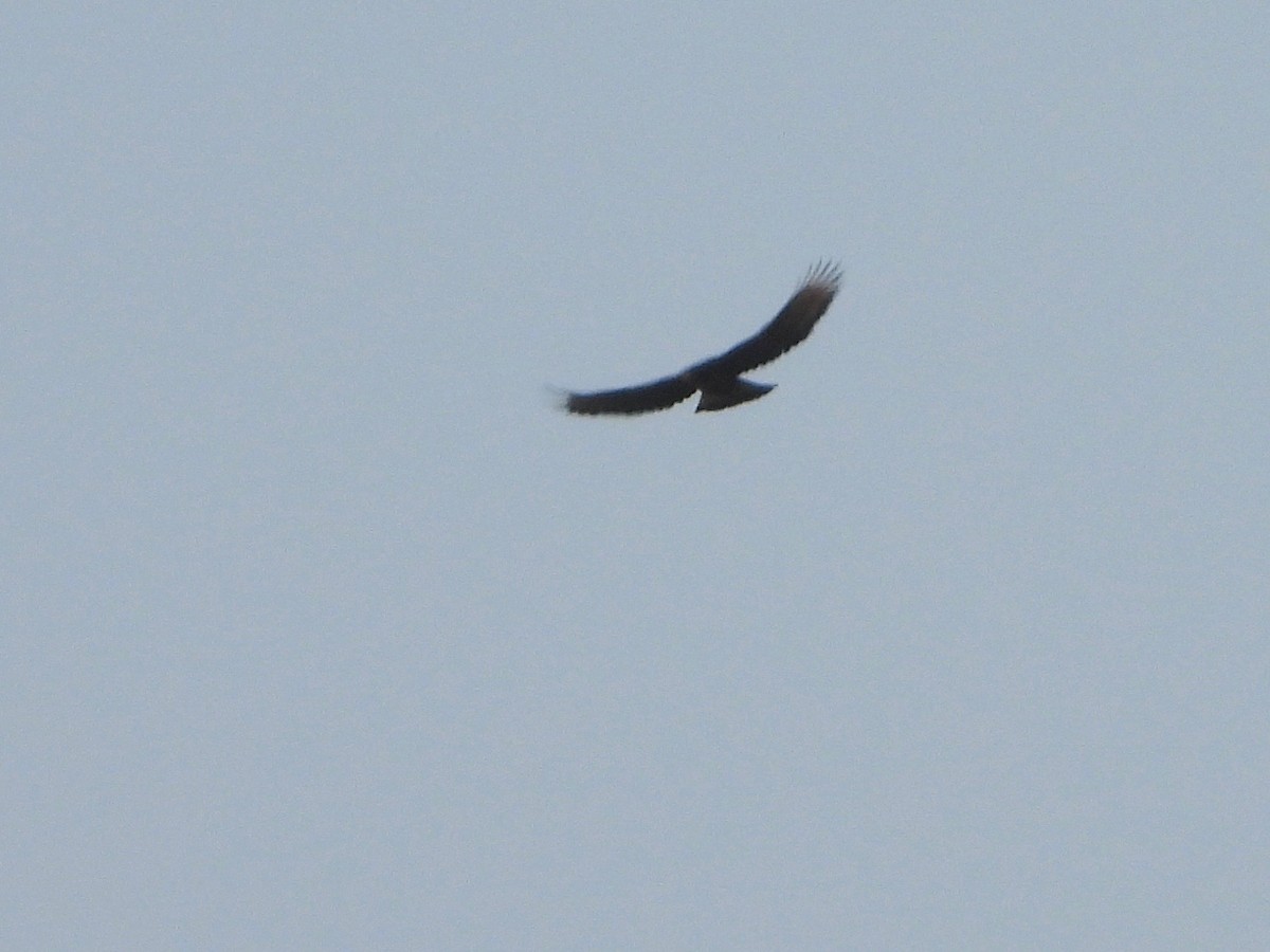 Black-and-chestnut Eagle - ML617506548