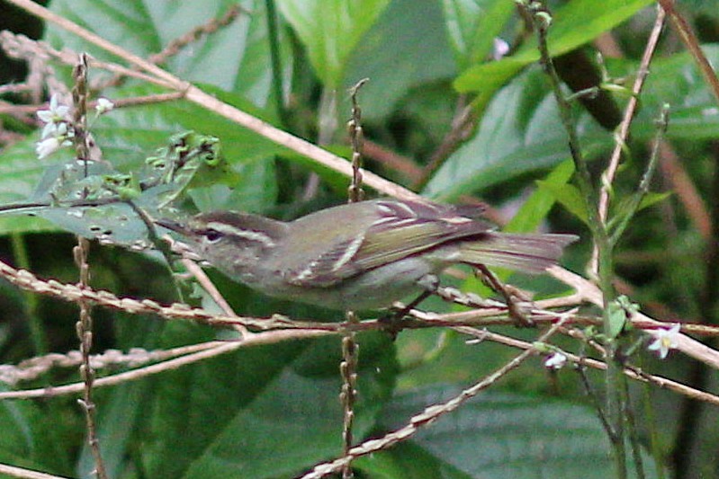 Yellow-browed Warbler - ML617506549