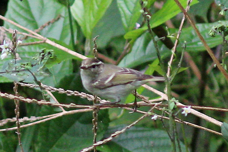 Yellow-browed Warbler - ML617506552