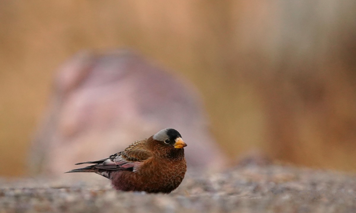Gray-crowned Rosy-Finch - ML617506585