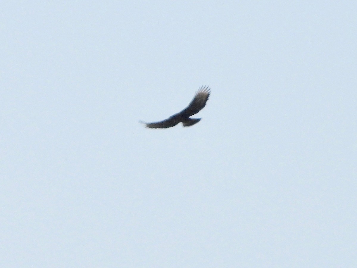 Black-and-chestnut Eagle - ML617506597