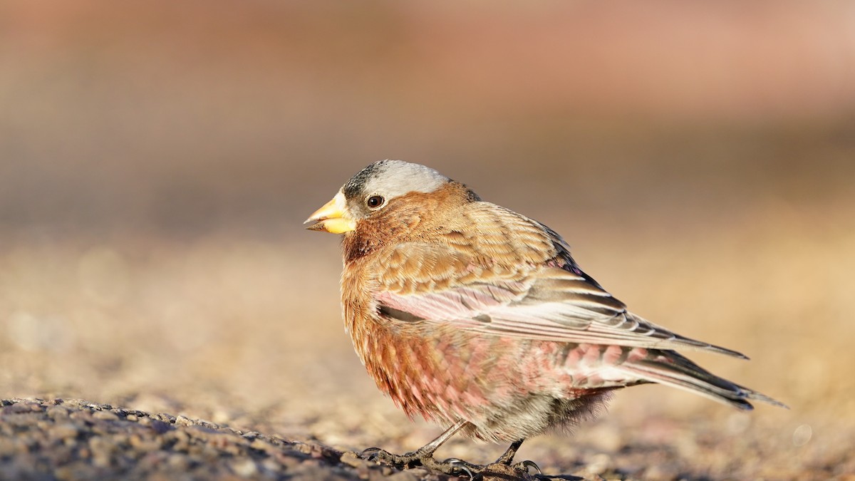 Gray-crowned Rosy-Finch - ML617506613
