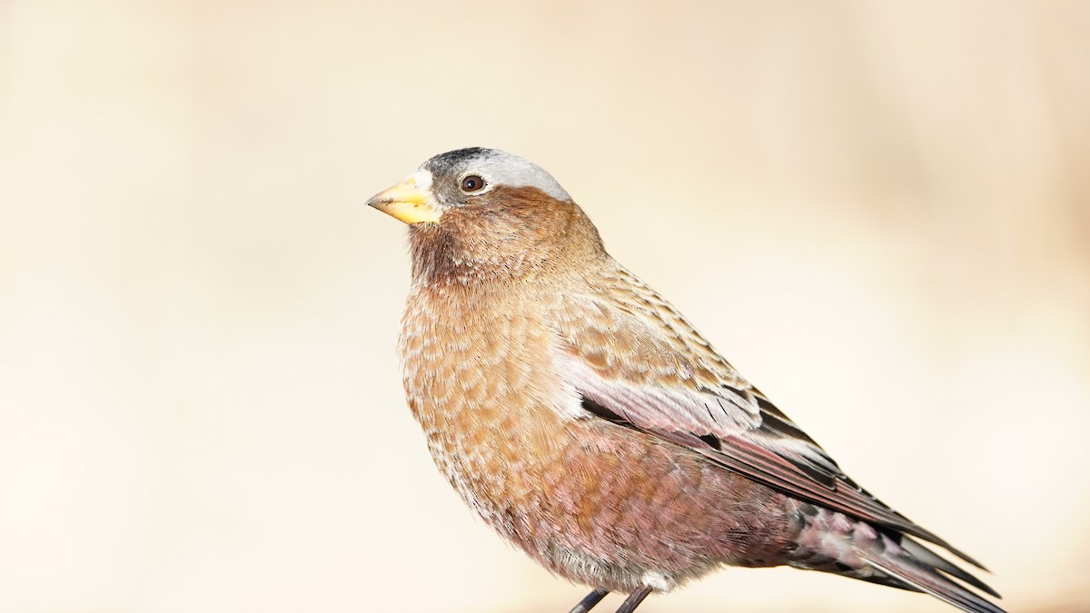 Gray-crowned Rosy-Finch - ML617506639