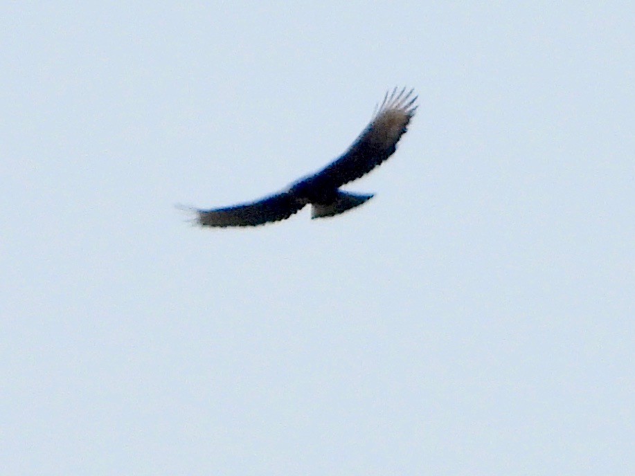Black-and-chestnut Eagle - ML617506641