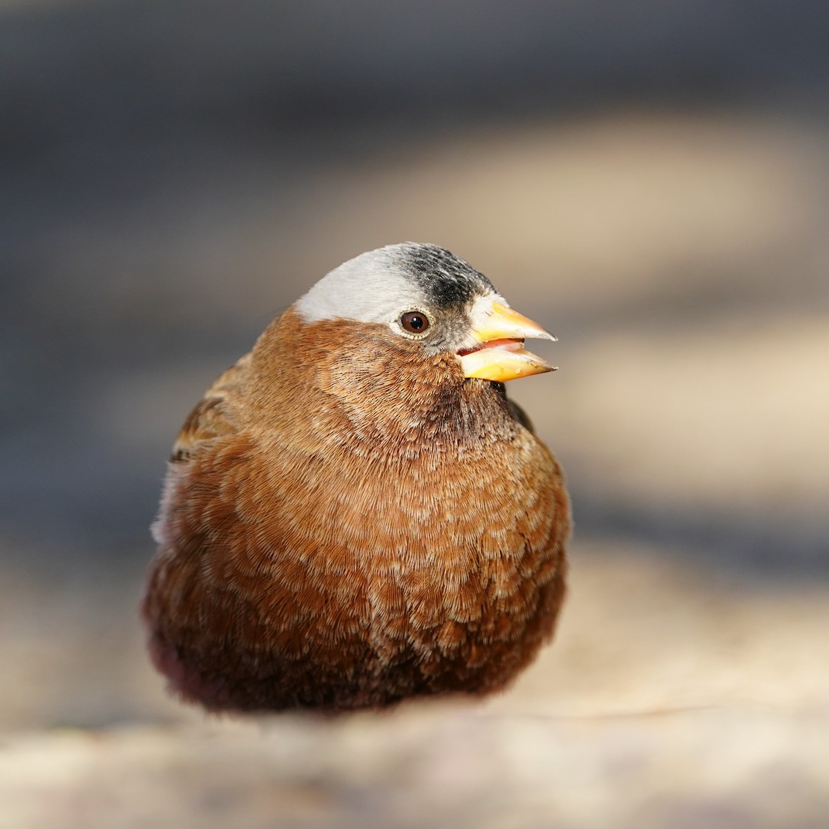 Gray-crowned Rosy-Finch - ML617506646