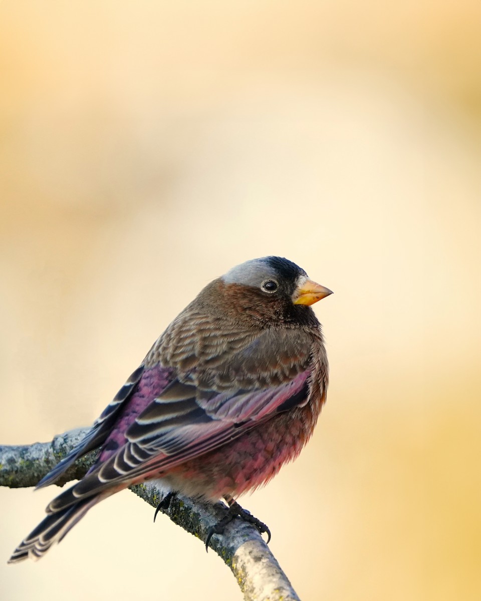 Gray-crowned Rosy-Finch - ML617506658