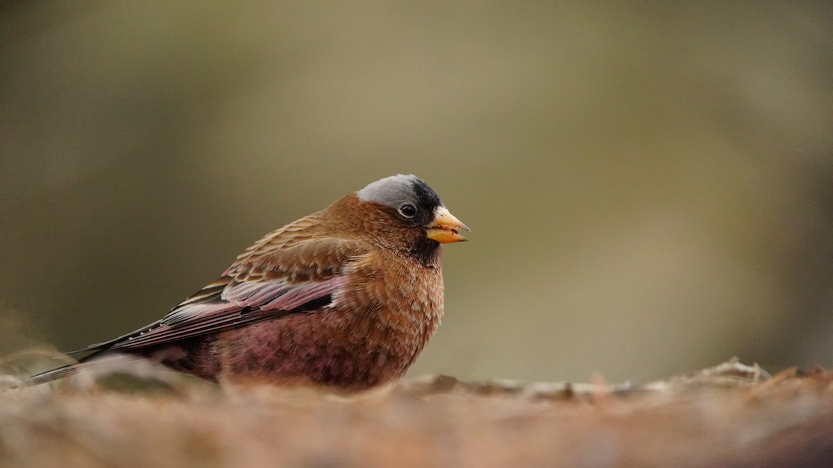 Gray-crowned Rosy-Finch - ML617506661