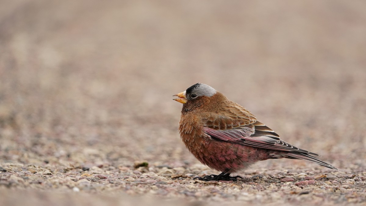 Gray-crowned Rosy-Finch - ML617506666