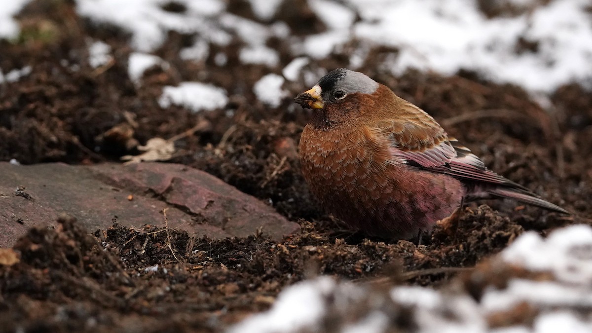 Gray-crowned Rosy-Finch - ML617506668