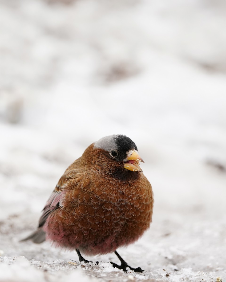 Gray-crowned Rosy-Finch - ML617506671