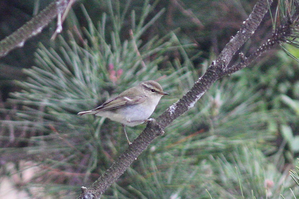 Yellow-browed Warbler - ML617506672