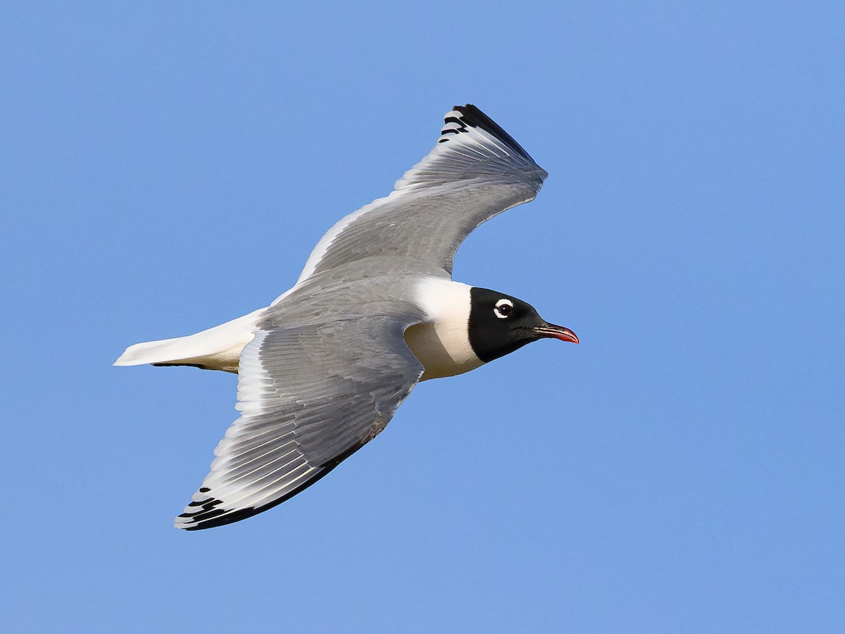 Franklin's Gull - Mike Cameron